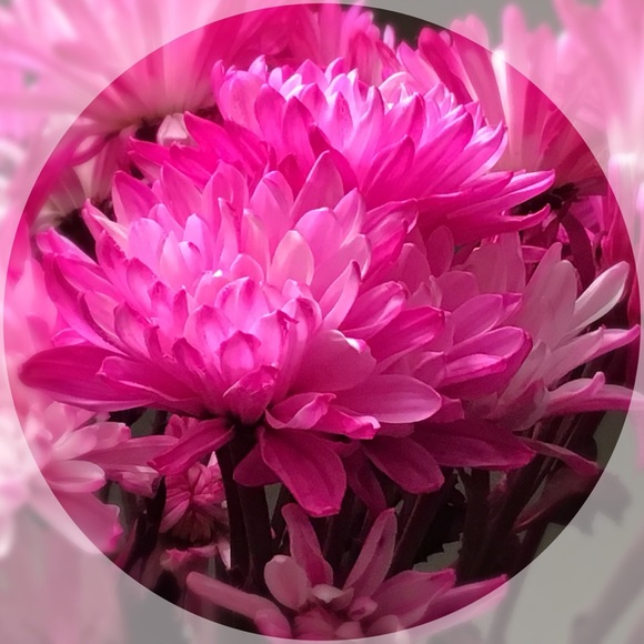 Meet your Posher, Debbie - Picture 6 of 8